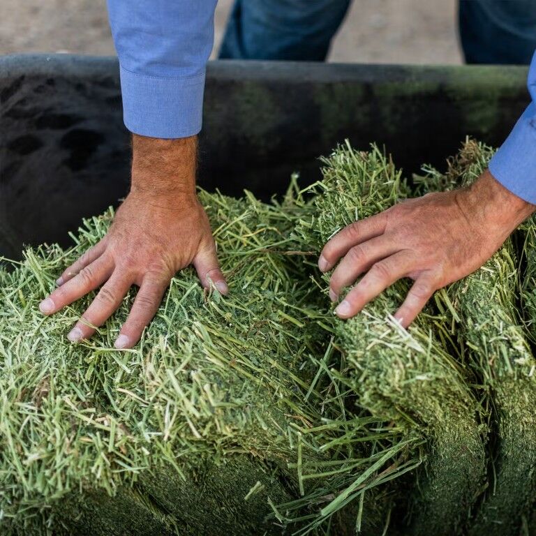 Standlee Premium Western Forage Alfalfa Orchard Grass Compressed Hay Bale, 50-Lb