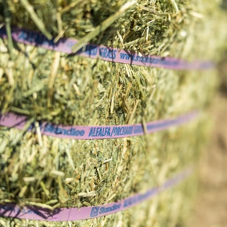 Standlee Premium Western Forage Alfalfa Orchard Grass Compressed Hay Bale, 50-Lb