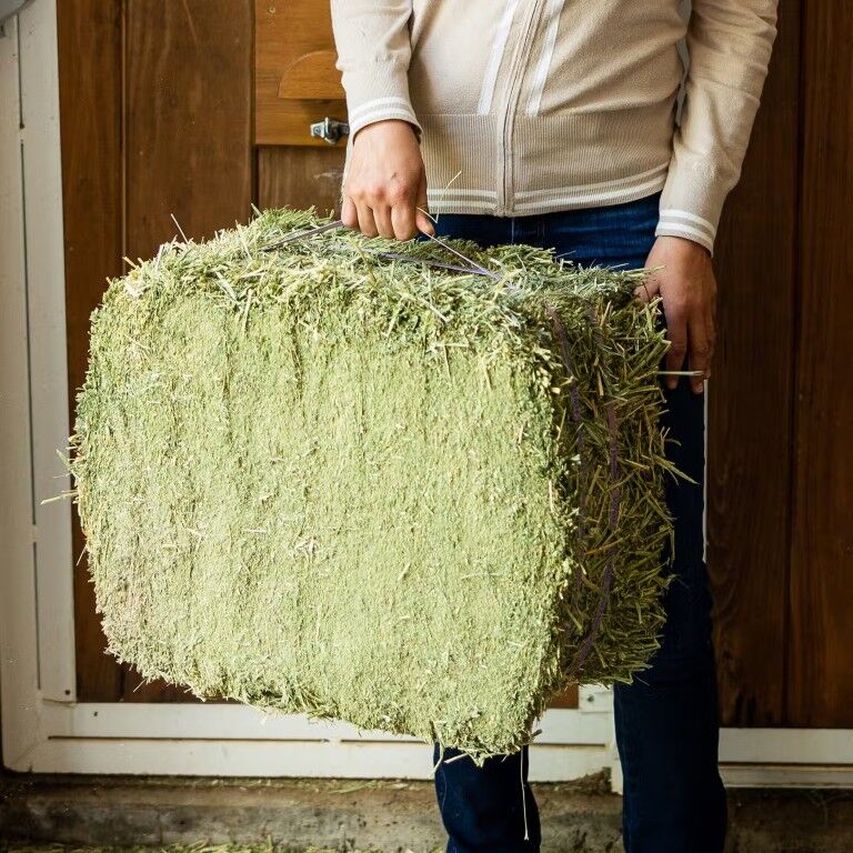Standlee Premium Western Forage Alfalfa Orchard Grass Compressed Hay Bale, 50-Lb