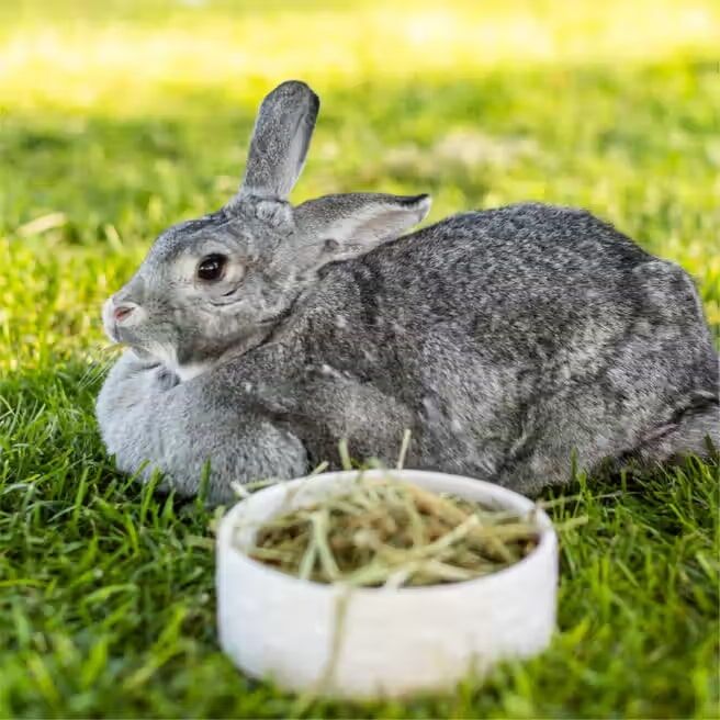 Standlee Small Animal Hand-Selected Timothy Grass, 18-Oz