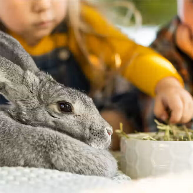 StandLee Hand-Selected Timothy Grass for Bunnies, 48-Oz