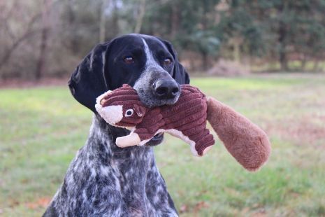 Tall Tails Squirrel with Squeaker Dog Toy