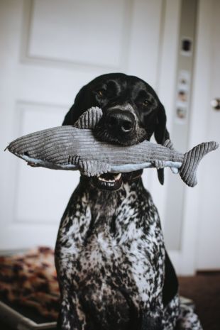 Tall Tails Crunch Shark Dog Toy