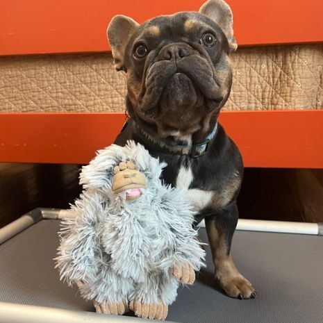 Tall Tails Mini Yeti with Squeaker Dog Toy