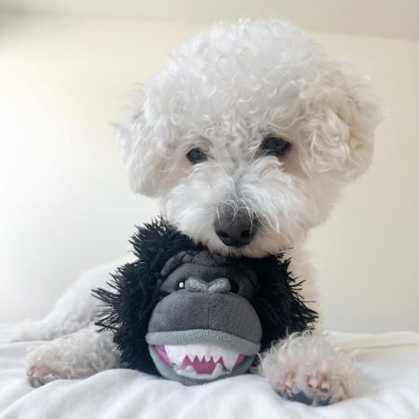Tall Tails 2-In-1 Fetch Ball Dog Toy