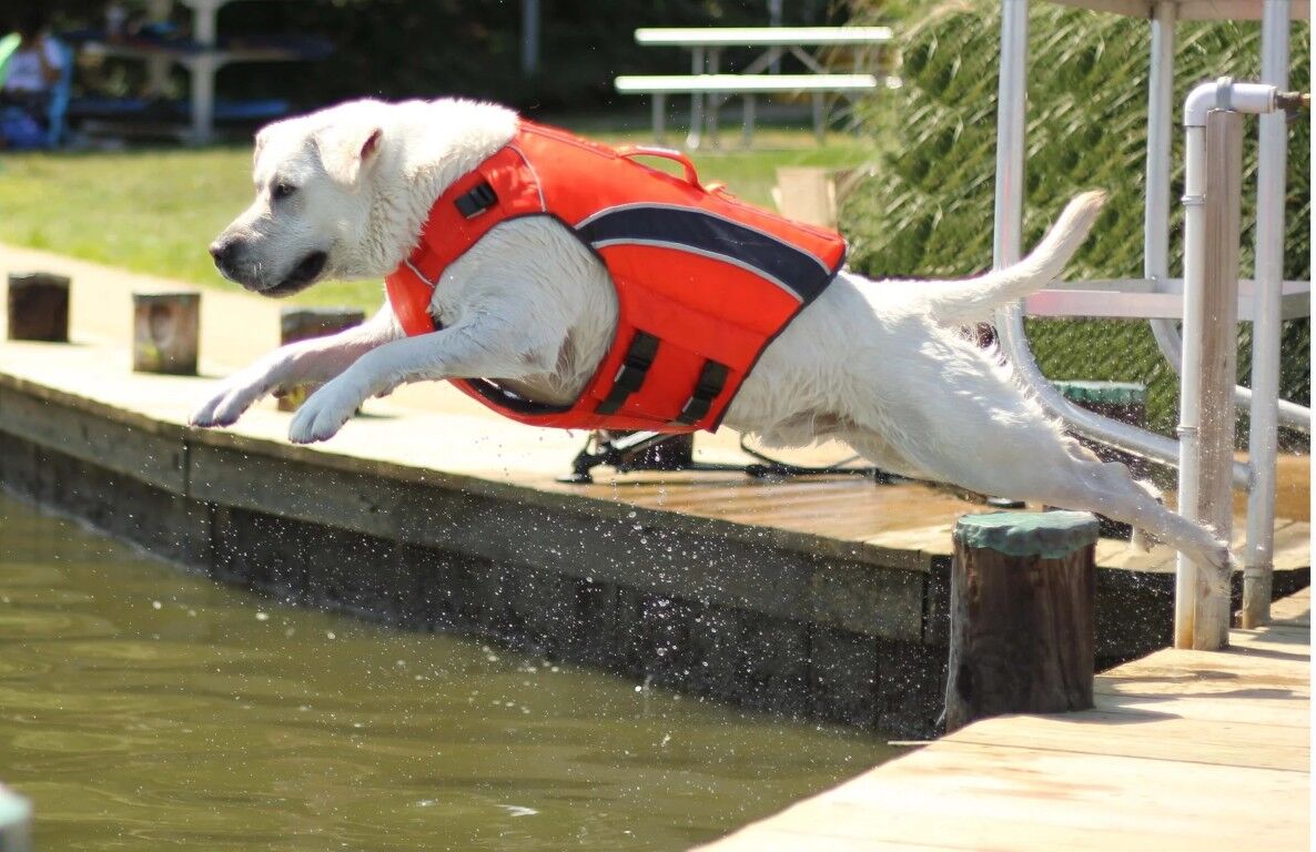 BAYDOG Monterey Bay Dog Lifejacket Small Orange