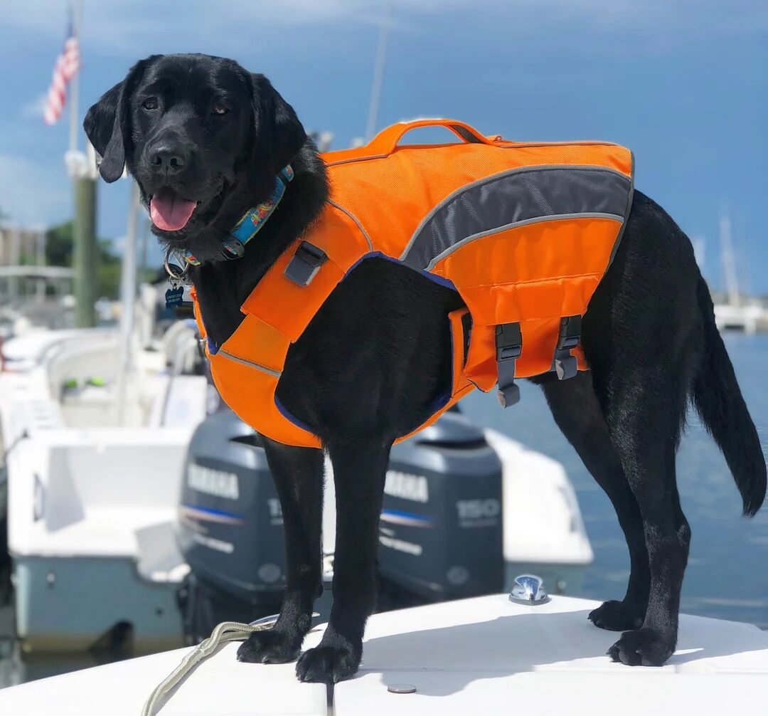 BAYDOG Monterey Bay Dog Lifejacket Small Orange