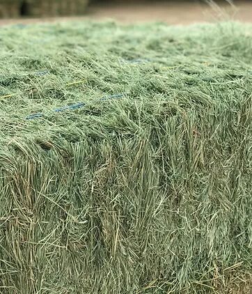 Western Hay 3-Tie Bermuda Grass Bale, 110-Lb