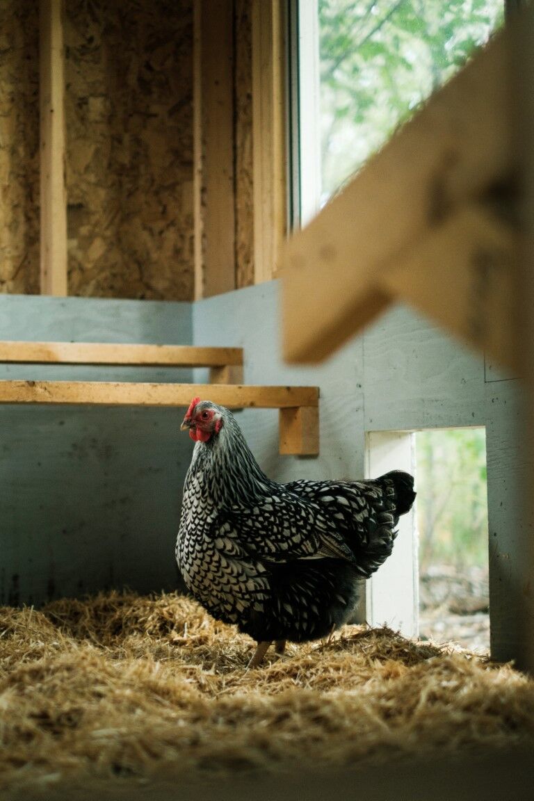 HealthiStraw FarmStraw Coarse Premium Animal Bedding, 12-Cu Ft