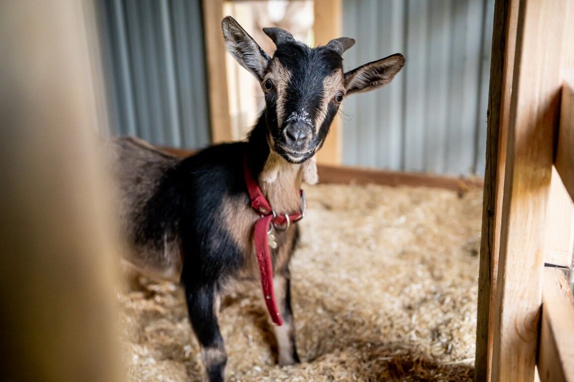 HealthiStraw FarmStraw Fine Premium Animal Bedding, 12-Cu Ft