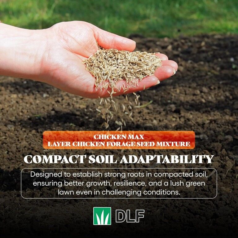 DLF Chicken Max Layer Chicken Forage Seed Mixture, 5-Lb