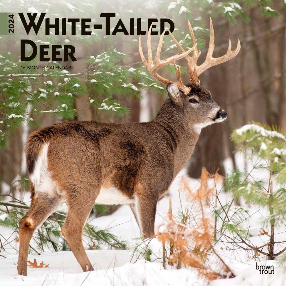 Brown Trout Publisher 2024 White Tailed Deer Monthly Square Wall Calendar, 12-In x 24-In