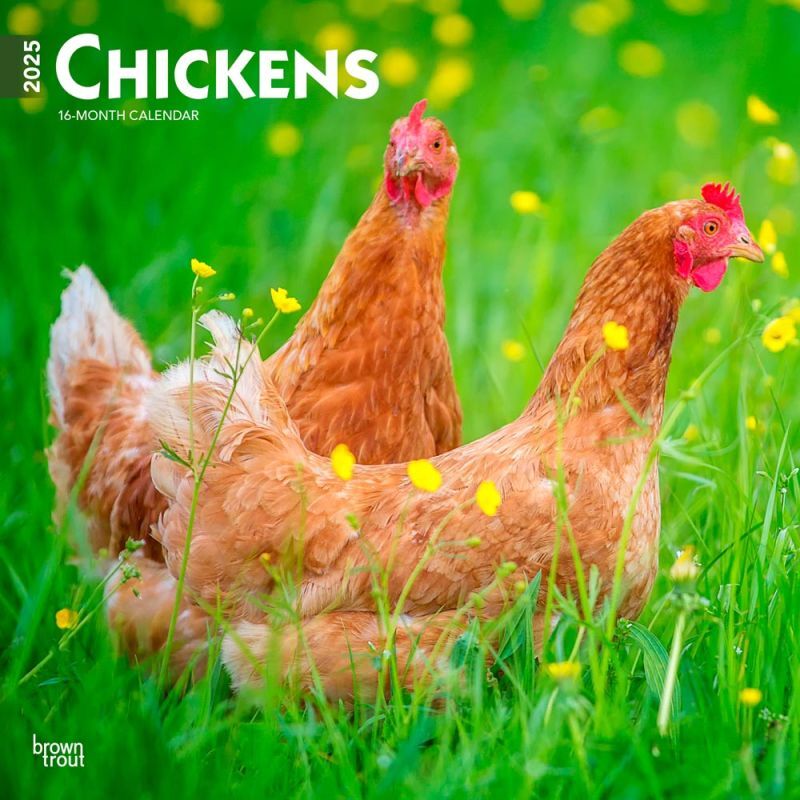 Brown Trout Publisher 2025 Chickens Monthly Square Wall Calendar, 12-In x 24-In