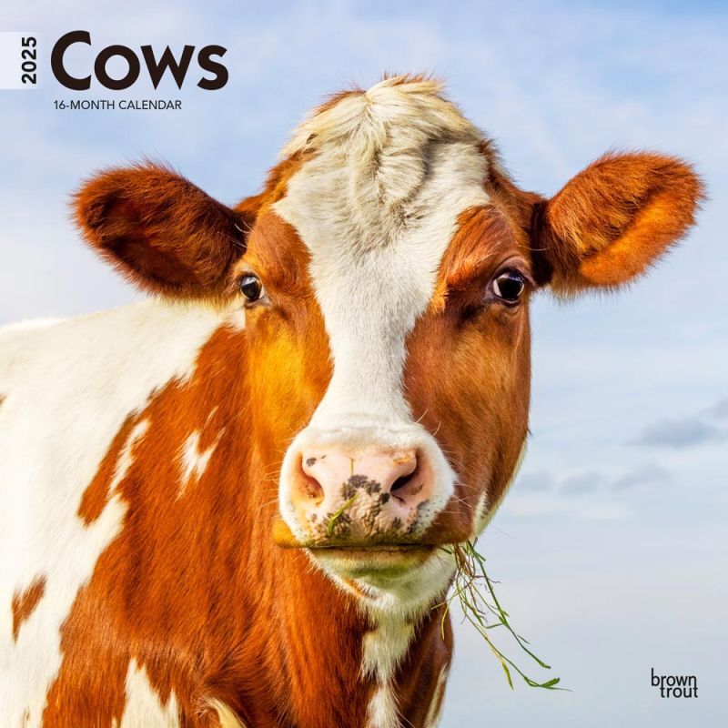 Brown Trout Publisher 2025 Cows Monthly Square Wall Calendar, 12-In x 24-In