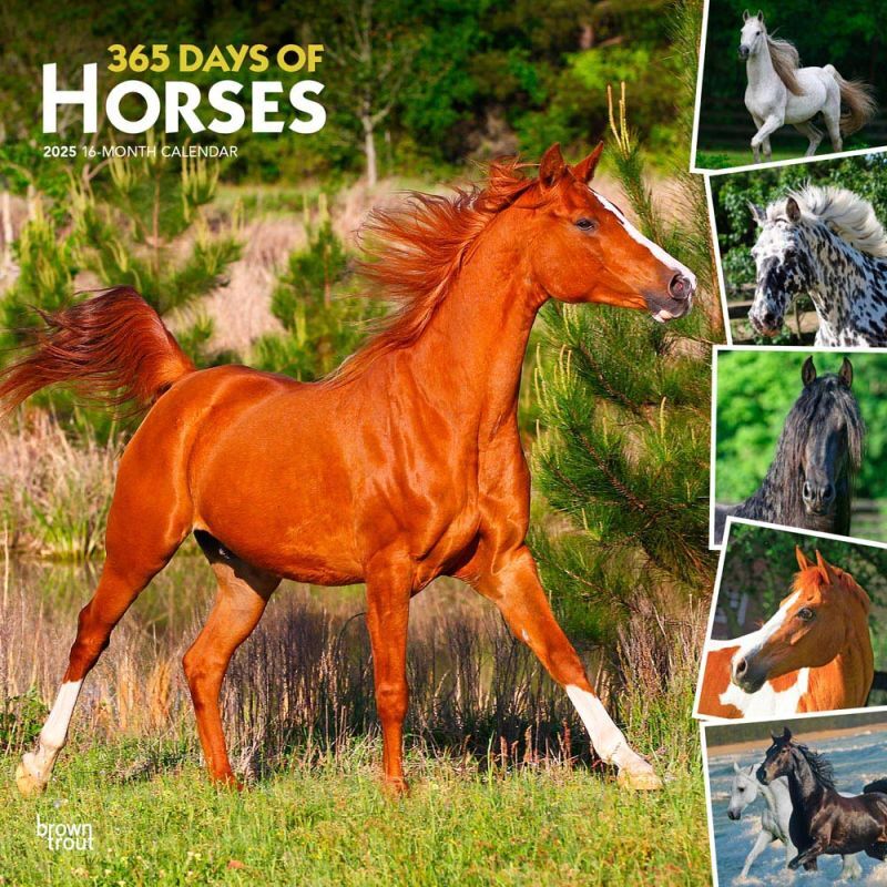 Brown Trout Publisher 2025 365 Days of Horses Monthly Square Calendar, 12-In x 24-In