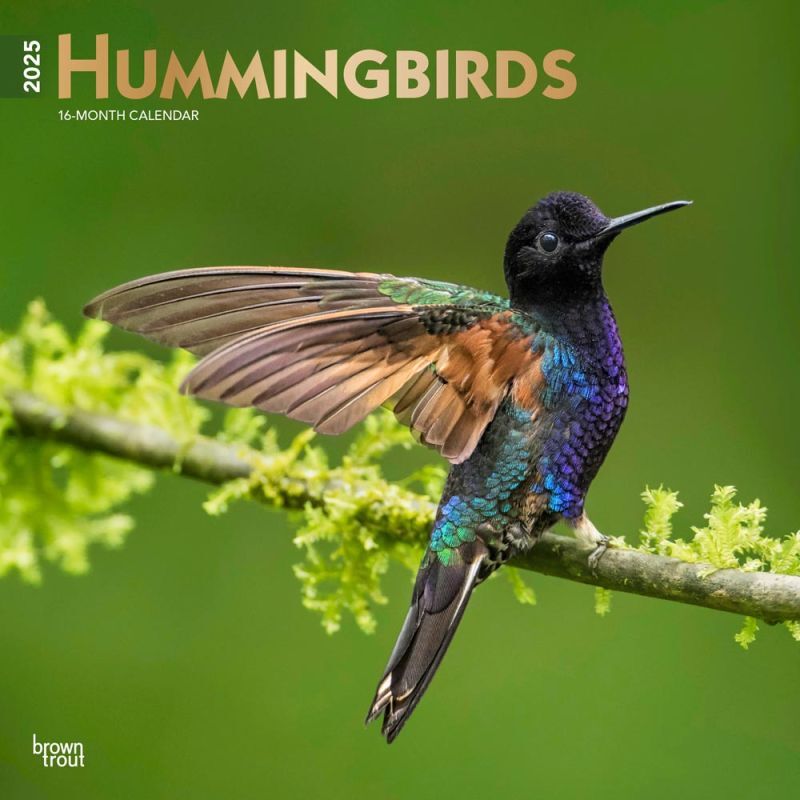 Brown Trout Publisher 2025 Hummingbirds 2025 Monthly Square Wall Calendar, 12-In x 24-In