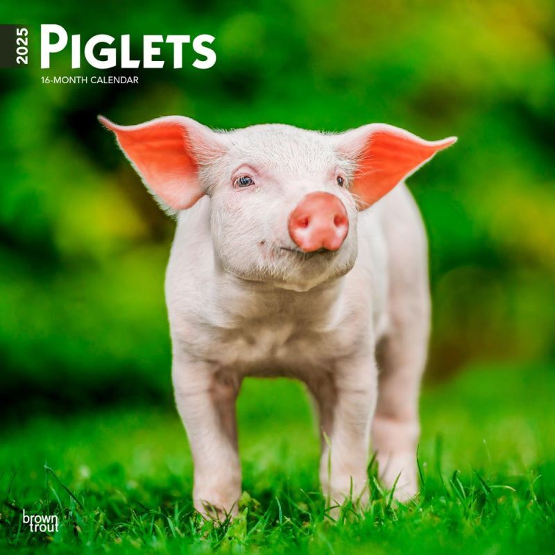 Brown Trout Publisher 2025 Piglets Monthly Square Wall Calendar, 12-In x 24-In