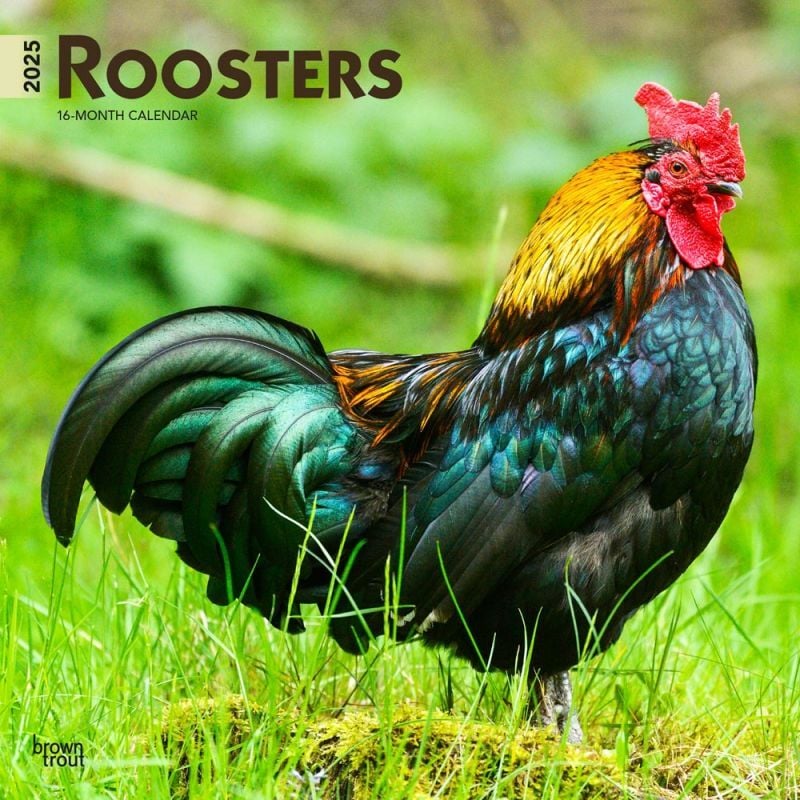 Brown Trout Publisher 2025 Roosters Monthly Square Wall Calendar, 12-In x 24-In