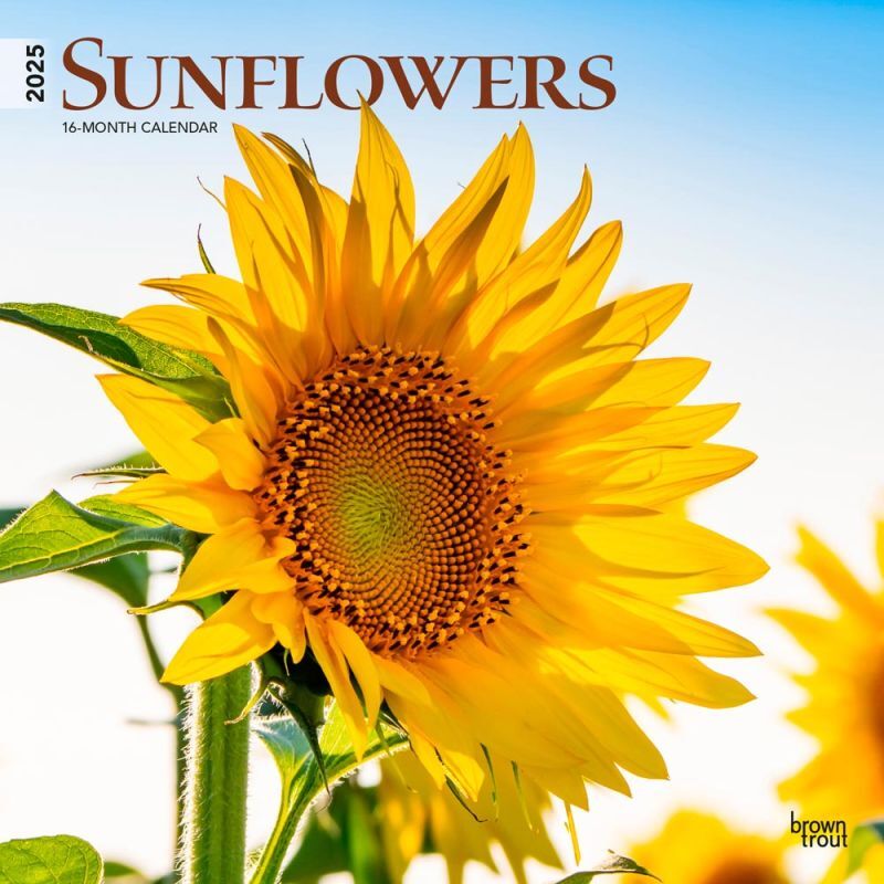 Brown Trout Publisher 2025 Sunflowers Monthly Square Wall Calendar, 12-In x 24-In