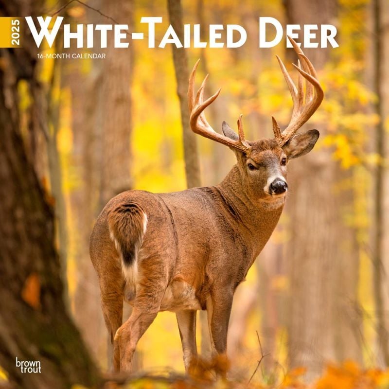 Brown Trout Publisher 2025 White Tailed Deer Monthly Square Wall Calendar, 12-In x 24-In