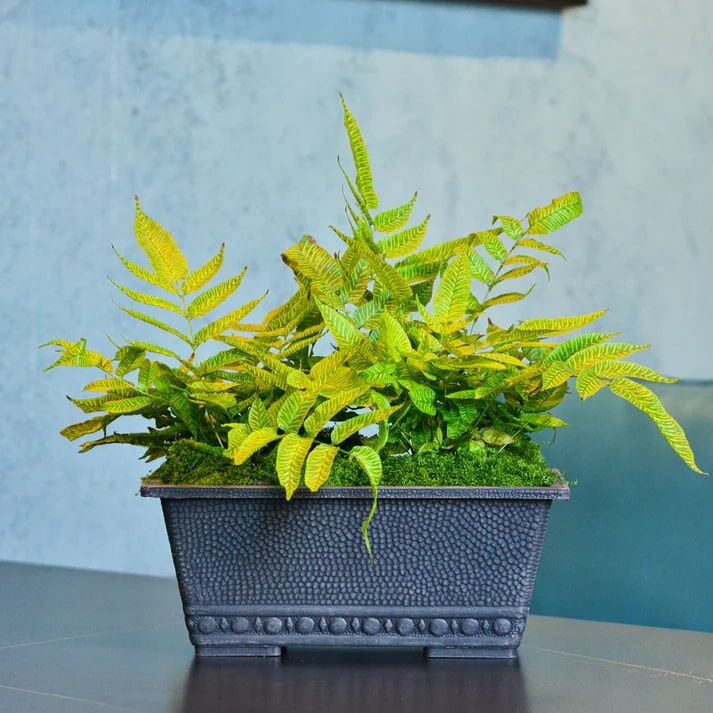 GreenShip Classic Long Large Rectangular Pebble Charcoal Planter, 13.4 x 8.66 x 5.52-In