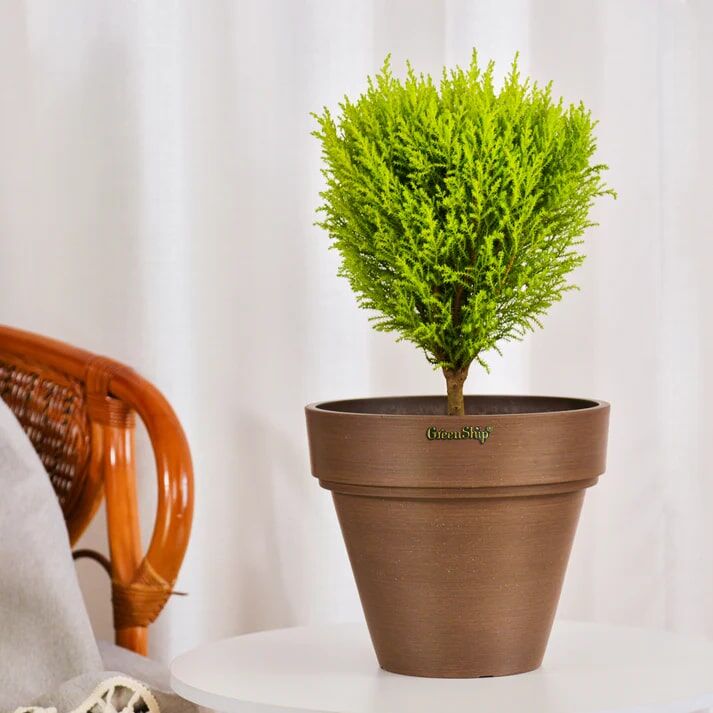 Green Ship Chocolate Large Planter With Drainage Hole, 10-In