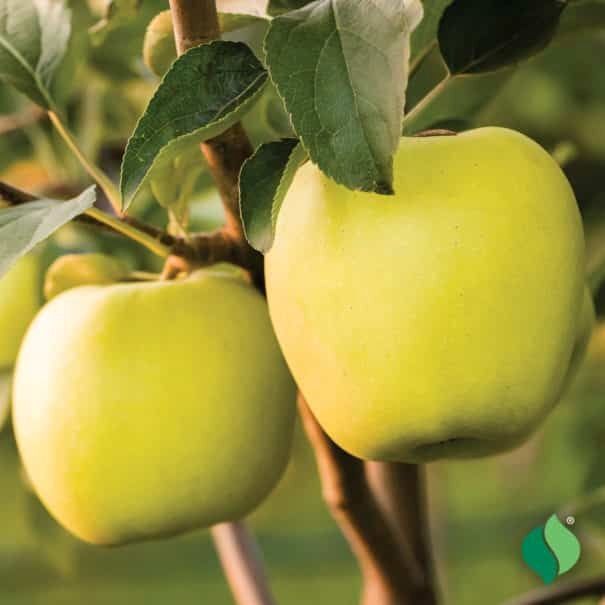 DeGroot Apple Tree, Golden Delicious