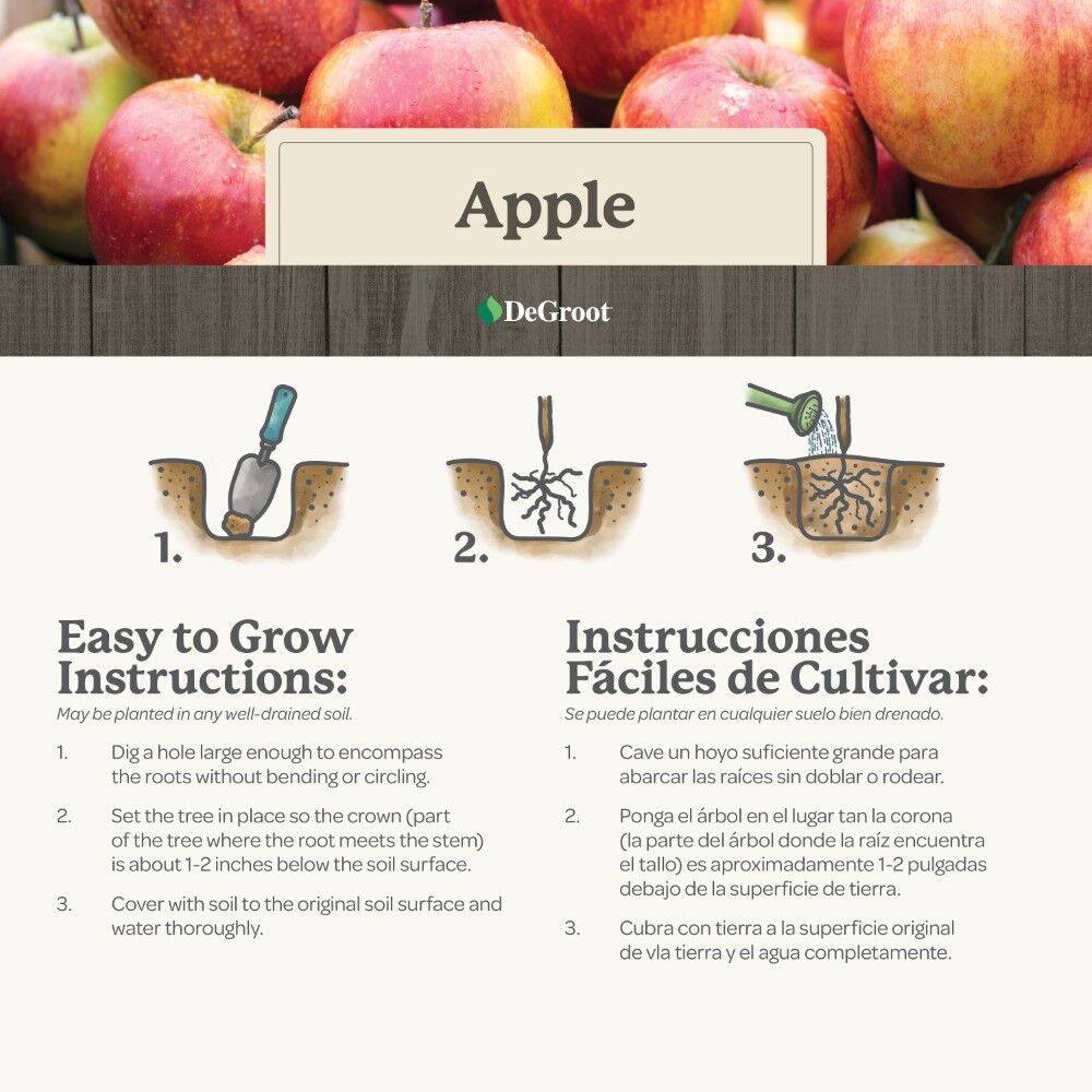 DeGroot Apple Tree, Golden Delicious