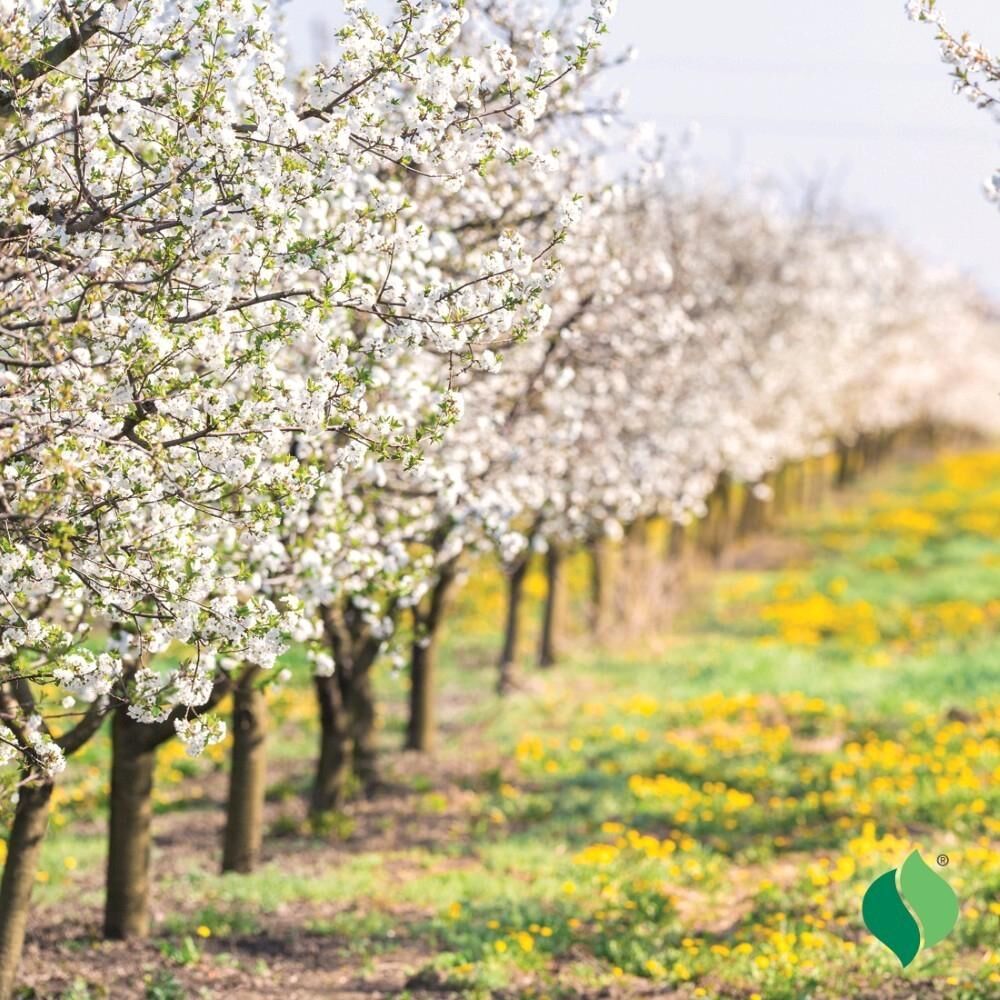DeGroot Apple Tree, Golden Delicious