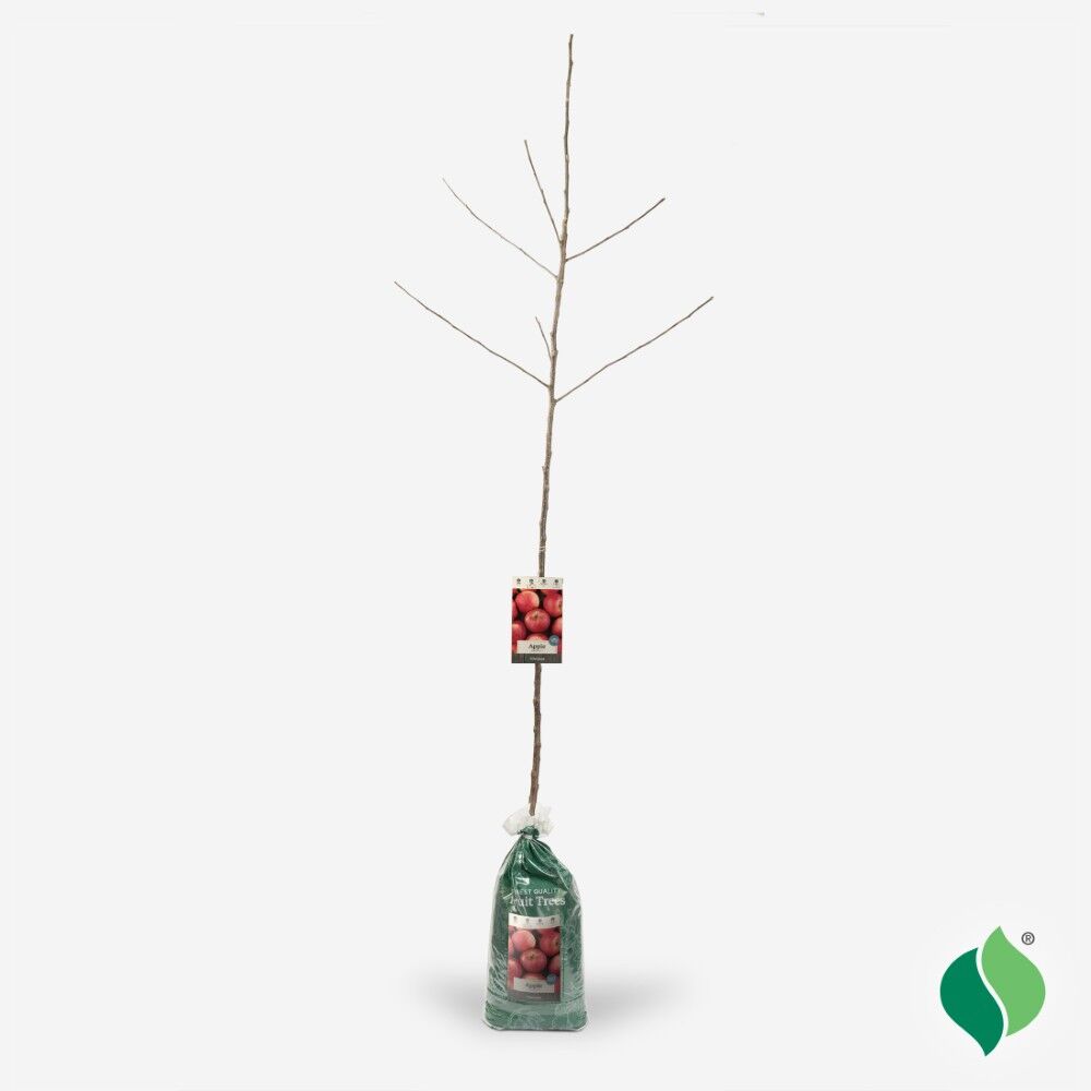 DeGroot Apple Tree, Jonathan