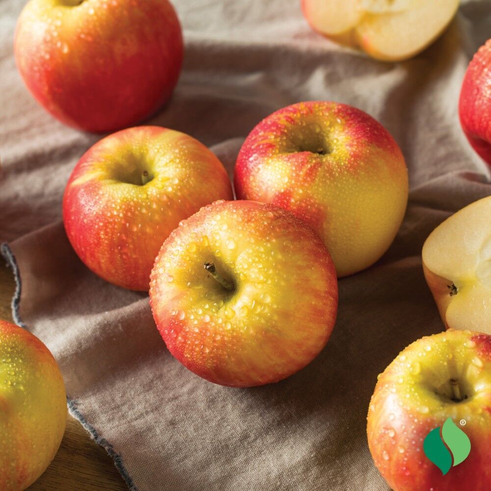 DeGroot Apple Tree, Honeycrisp
