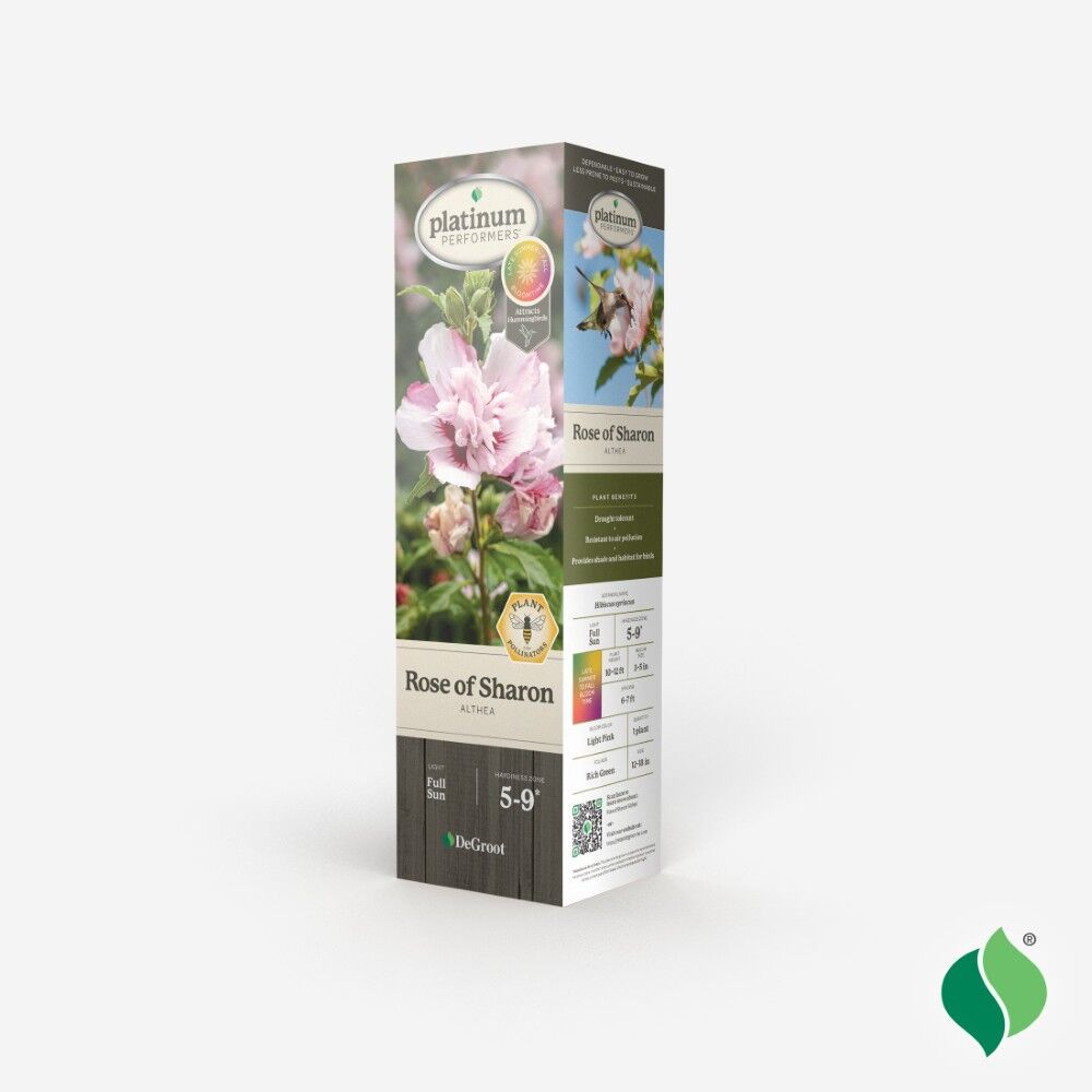 DeGroot Althea, Rose of Sharon