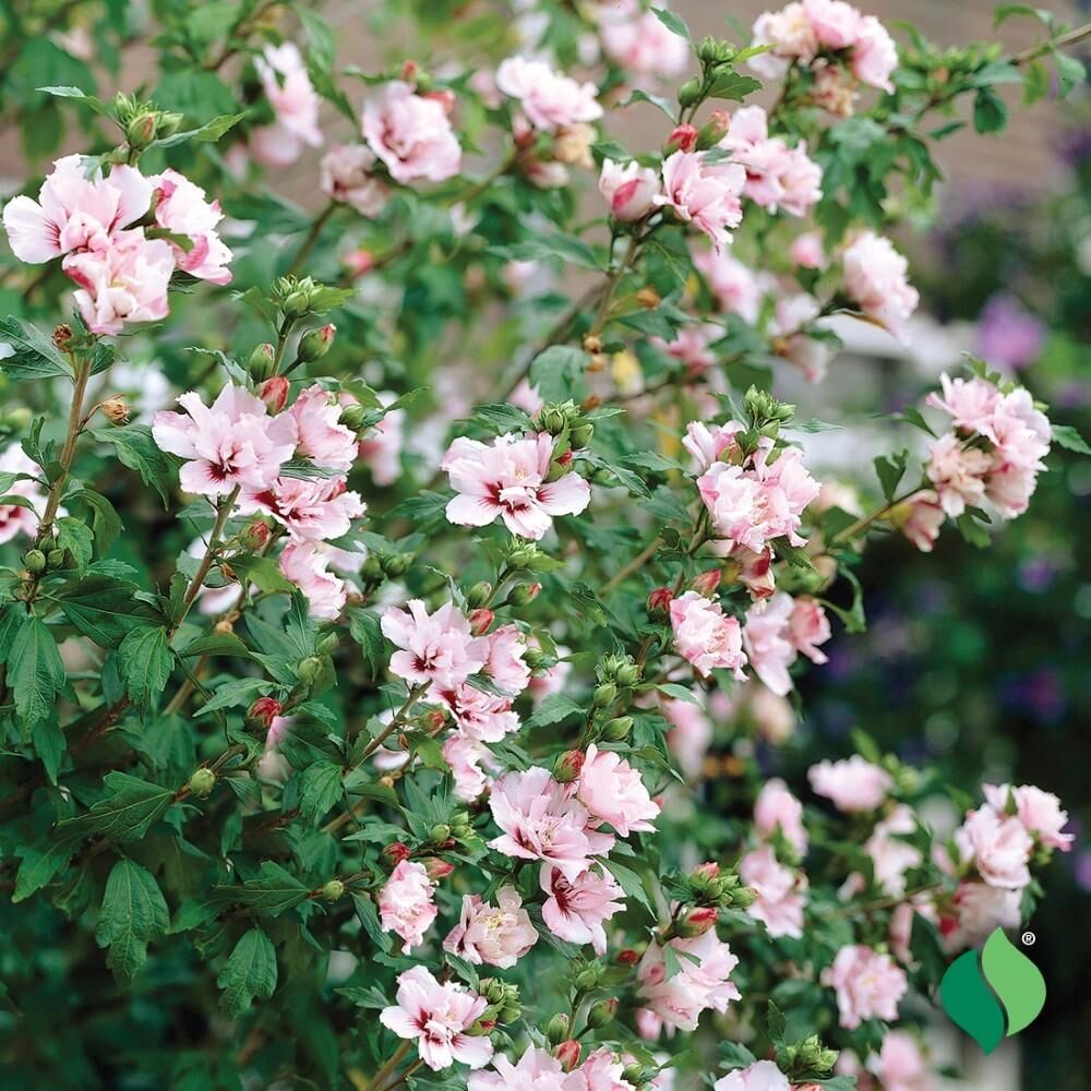 DeGroot Althea, Rose of Sharon