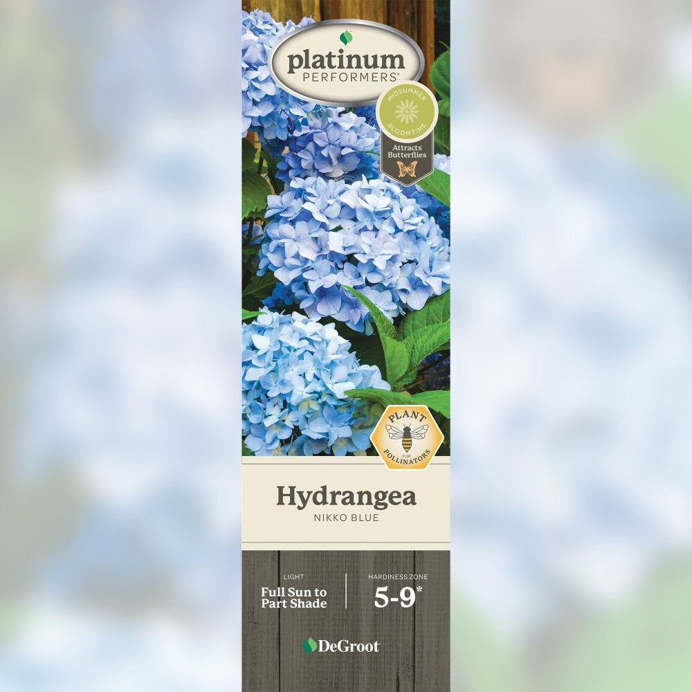 DeGroot Hydrangea, Nikko Blue