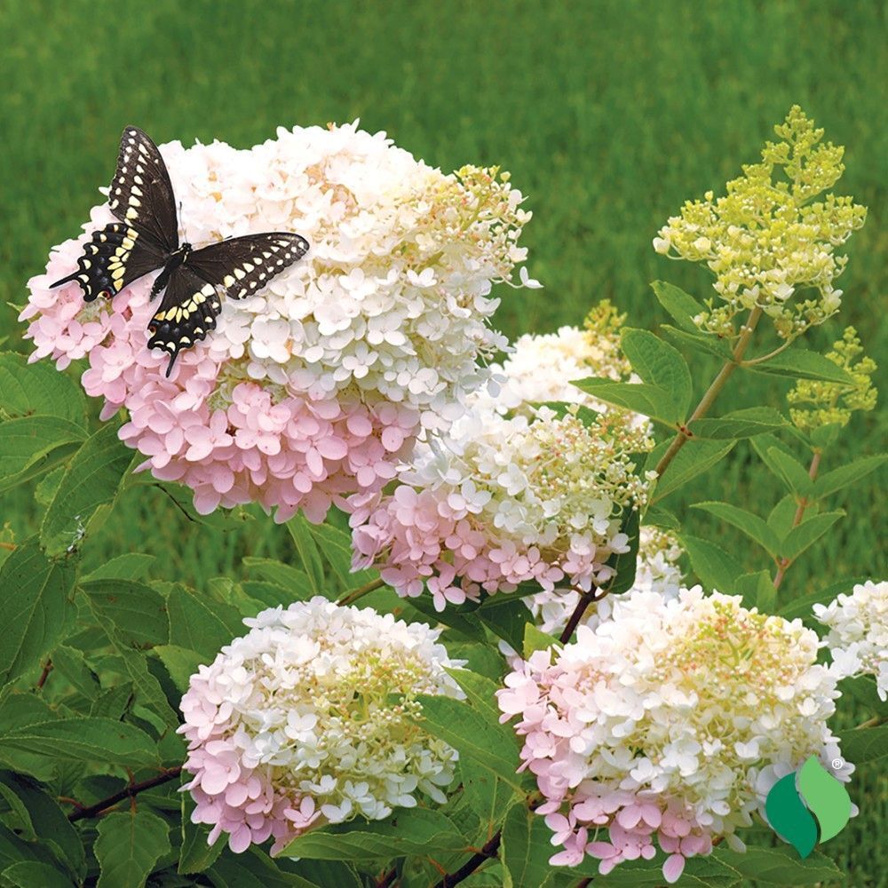 DeGroot Hydrangea, PeeGee