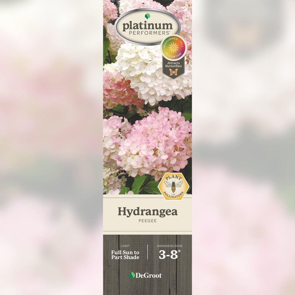 DeGroot Hydrangea, PeeGee