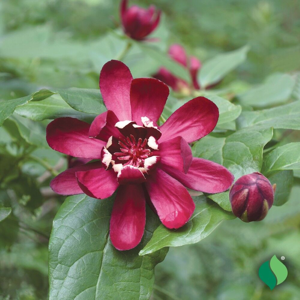 DeGroot Sweet Shrub