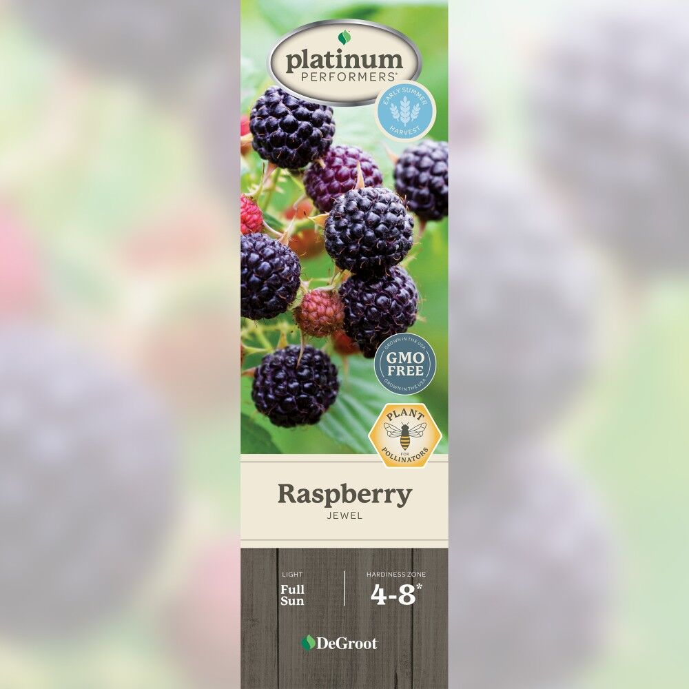 DeGroot Raspberry, Jewel