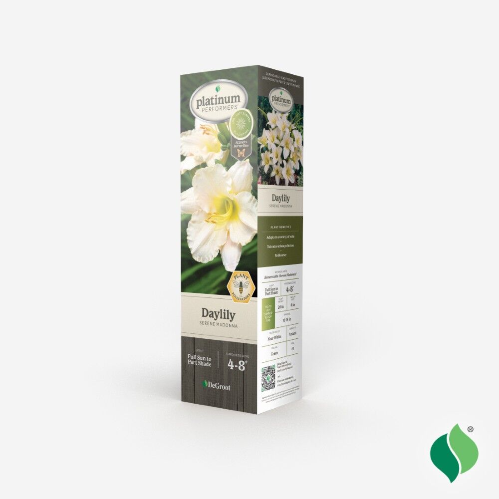 DeGroot Daylily, Serene Madonna
