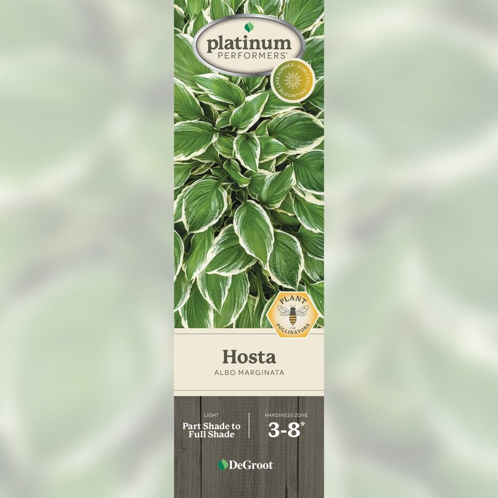 DeGroot Hosta, Albo Marginata
