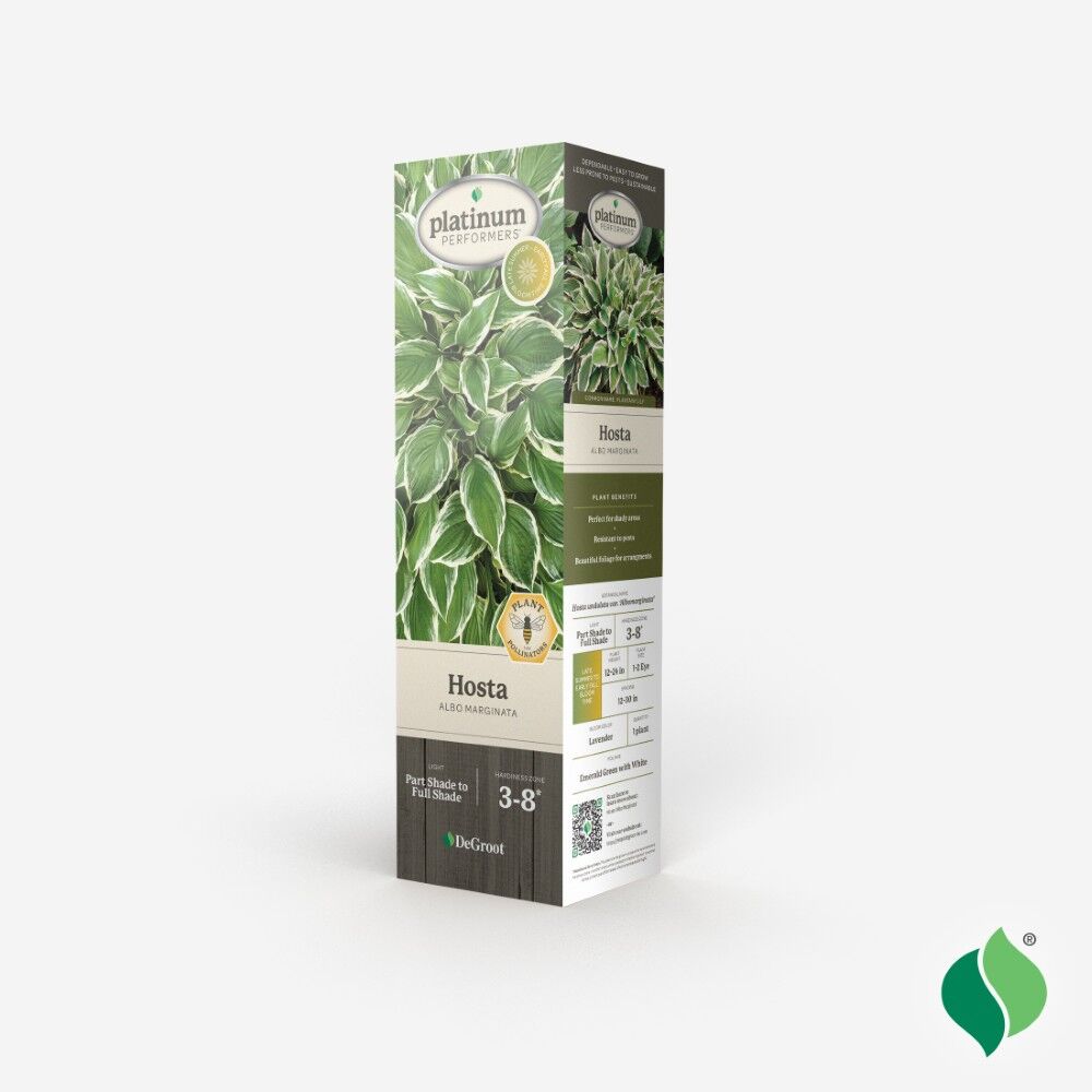DeGroot Hosta, Albo Marginata