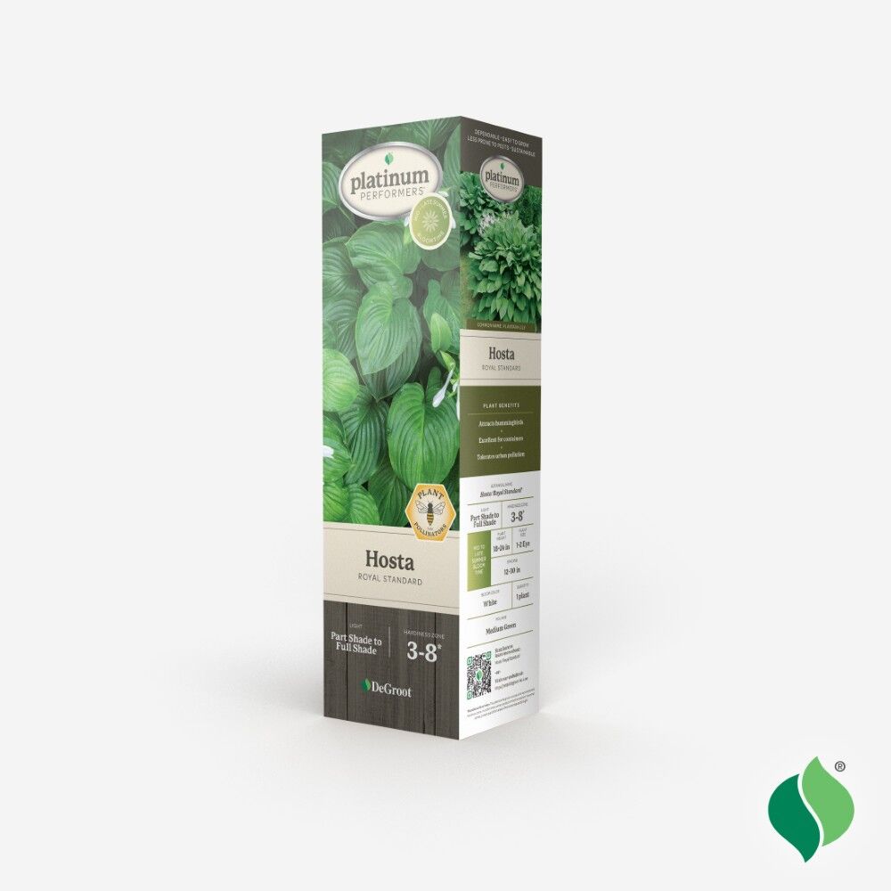 DeGroot Hosta, Royal Standard