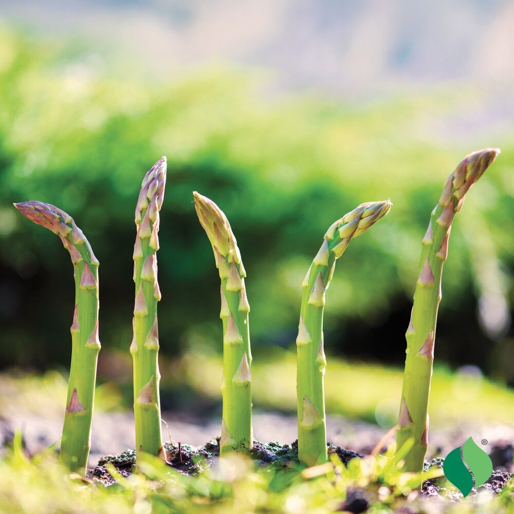 DeGroot Asparagus, Jersey Giant