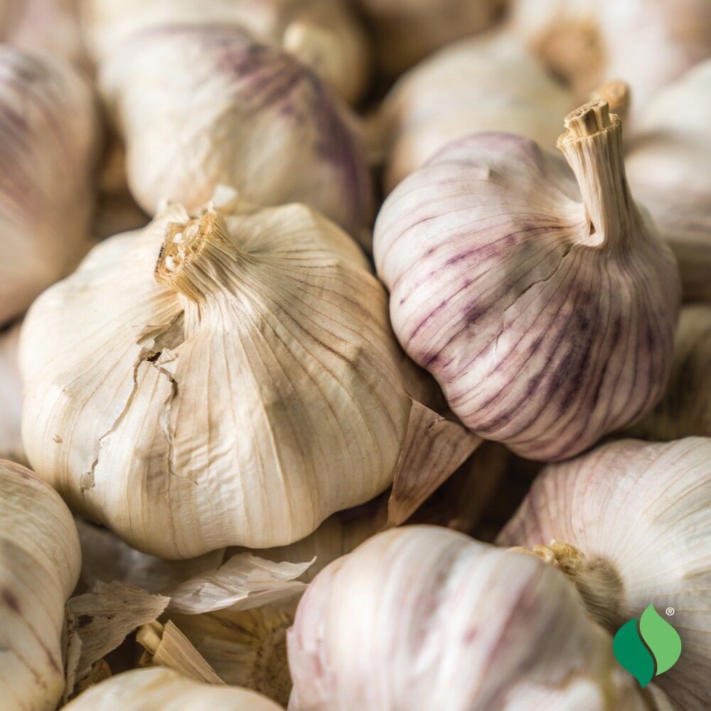 DeGroot Garlic Bulbs Softneck