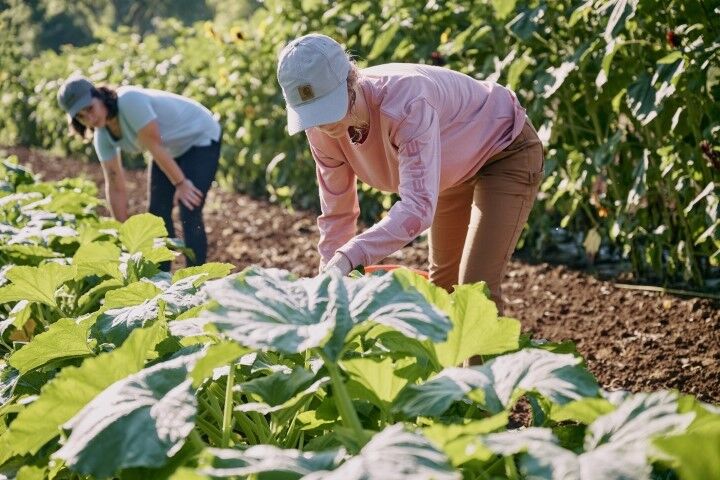 Carhartt Women's Loose Fit Heavyweight Long Sleeve Logo Sleeve Graphic T-Shirt in Rose Tint Heather