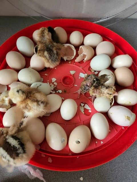 Rugg' EGG' Ranch Egg Incubator, 30-Ct