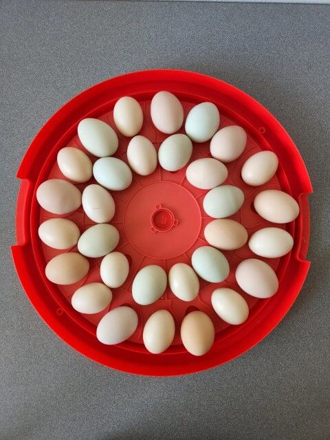 Rugg' EGG' Ranch Egg Incubator, 30-Ct