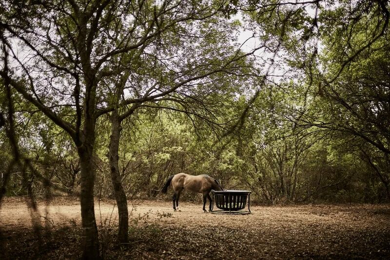 Tarter Equine Hay Basket