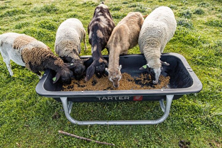Tarter Poly Goat Bunk Feeder, 5 Ft