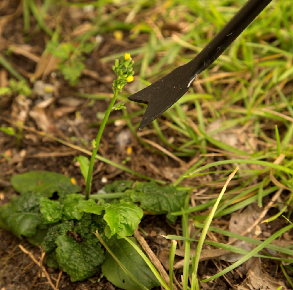 Home By Ames Forged Dandelion Weeder